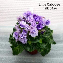 Little Caboose (H.Pittman)